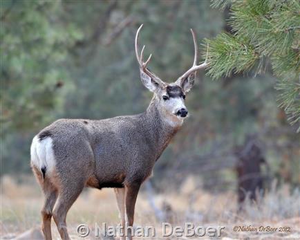 Mule Deer - Montana Field Guide