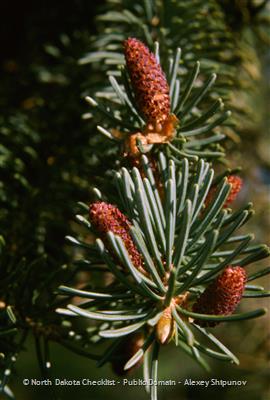 Field Montana Guide Spruce - White