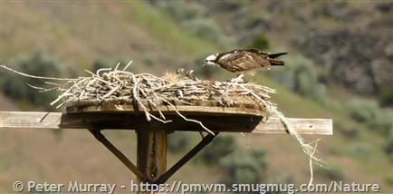 Osprey Identification, All About Birds, Cornell Lab of Ornithology