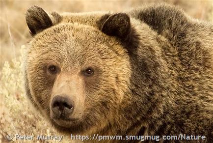 Facts about Grizzly Bear  Grizzly Bear Protection Yukon