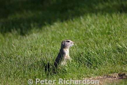 Richardson's Ground Squirrels found dead on surface in a study plot
