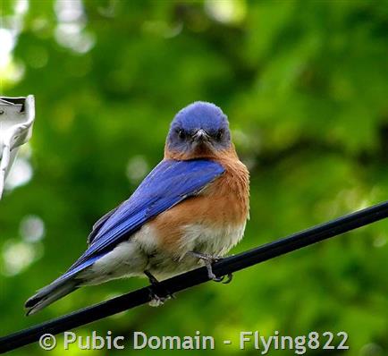 Which Bluebird Species Are You Seeing in Your State? - Avian Report