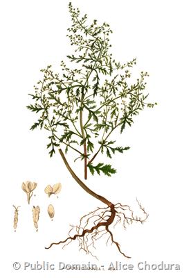 Artemisia Annua – Rathik Nature Farms