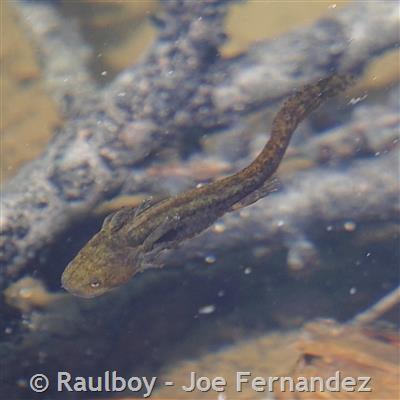 Long-toed Salamander - Montana Field Guide
