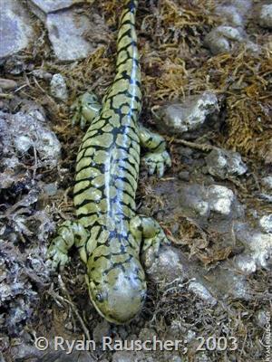 Western Tiger Salamander - Montana Field Guide