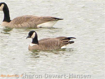 Cackling Goose (Branta hutchinsii) - Birds & Wetlands
