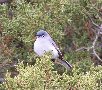 Special Issue: Spring Migration and the tiny Blue-Grey Gnatcatcher