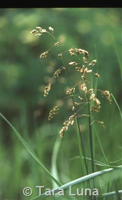 Northern Sweet Grass - Montana Field Guide