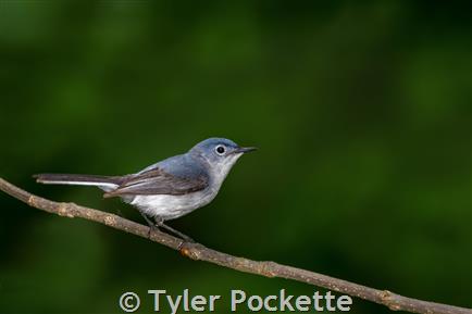 Blue-gray Gnatcatcher — Virginia Society of Ornithology