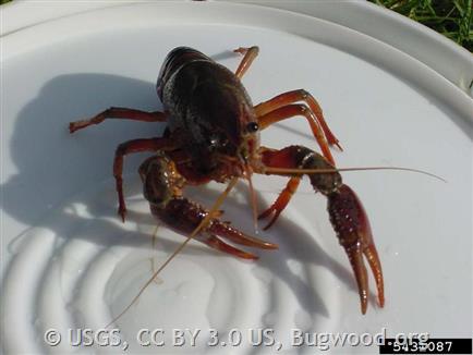 Red Swamp Crayfish - Montana Field Guide