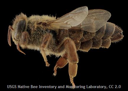 Ficheiro:Fork-Beekeeping.jpg – Wikipédia, a enciclopédia livre