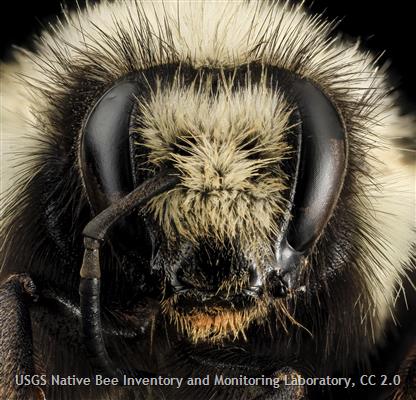 Vancouver Bumble Bee - Montana Field Guide