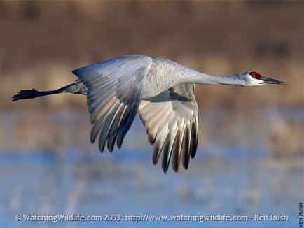 Sandhill Crane Identification, All About Birds, Cornell Lab of Ornithology