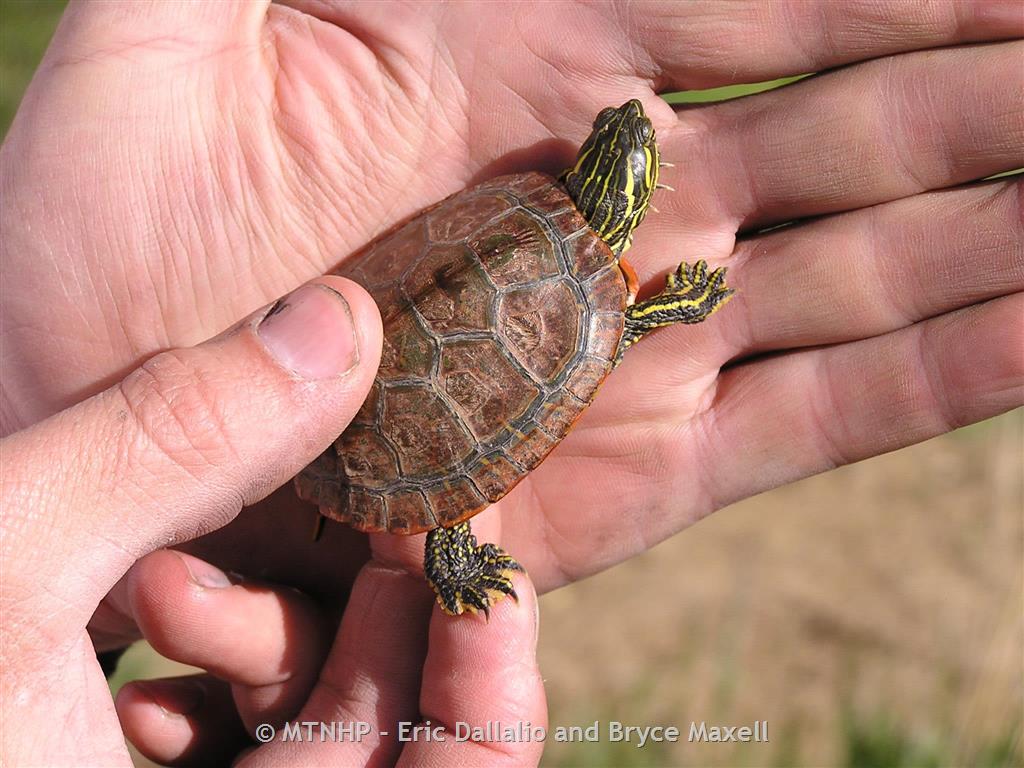 Painted Turtle - Montana Field Guide