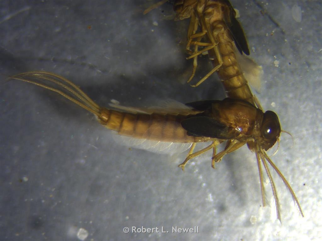 ephemeroptera larvae