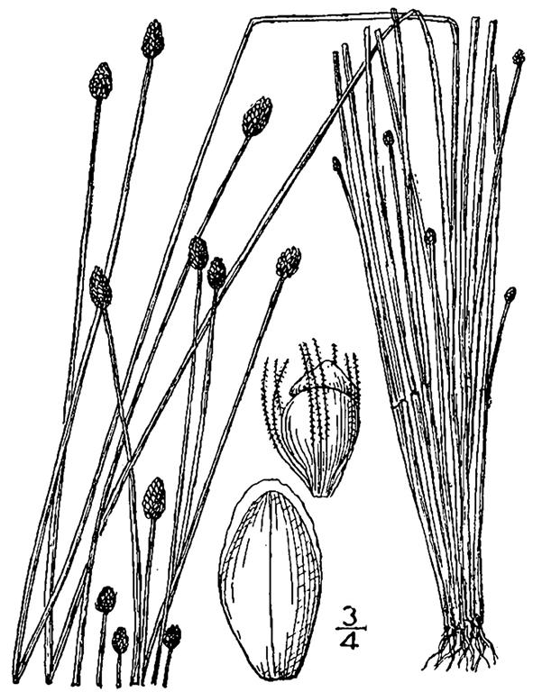 eleocharis ovata