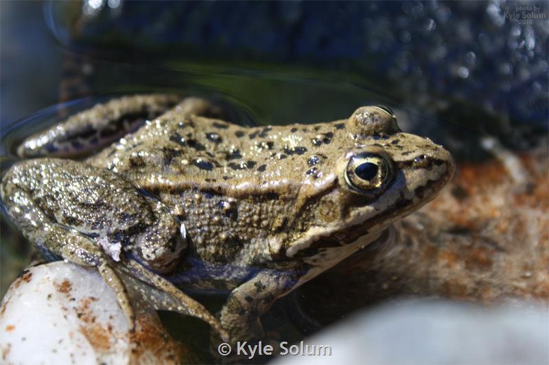 Newly discovered frog virus poses threat to amphibian conservation
