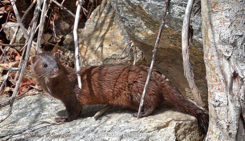 American Mink - Montana Field Guide