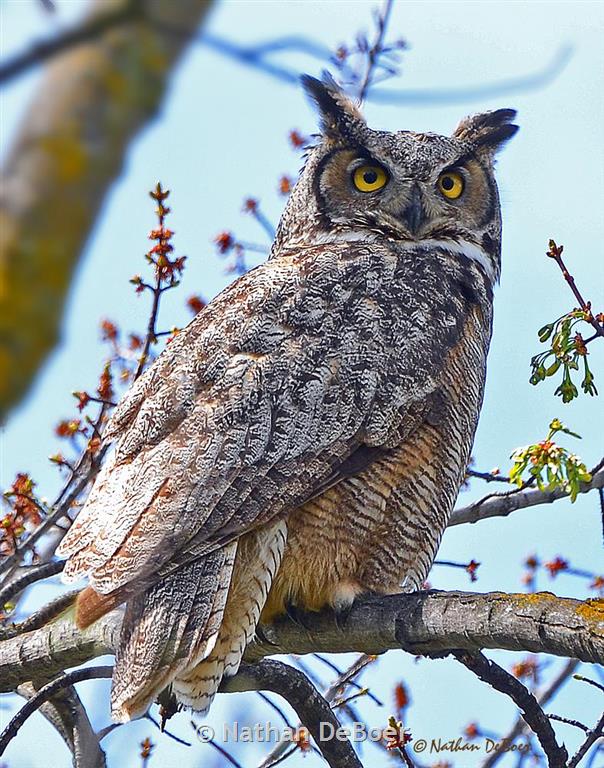 Great Horned Owl - Montana Field Guide