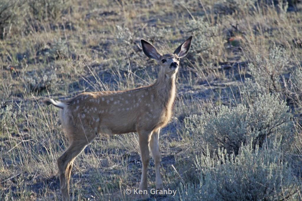 Mule Deer - Montana Field Guide