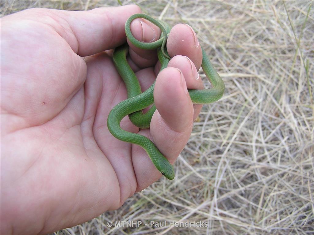 rough green snake for sale ontario