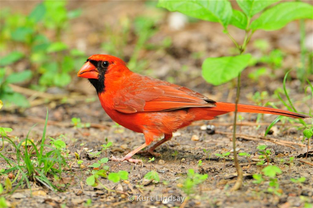 Bird Arizona Cardinals St. Louis Cardinals Logo Northern Cardinal PNG,  Clipart, Animals, Arizona Cardinals, Beak, Bird