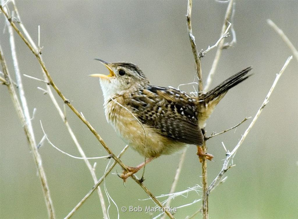 sedge wren habitat