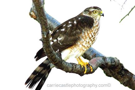 NETN Species Spotlight - Sharp-shinned Hawk (U.S. National Park