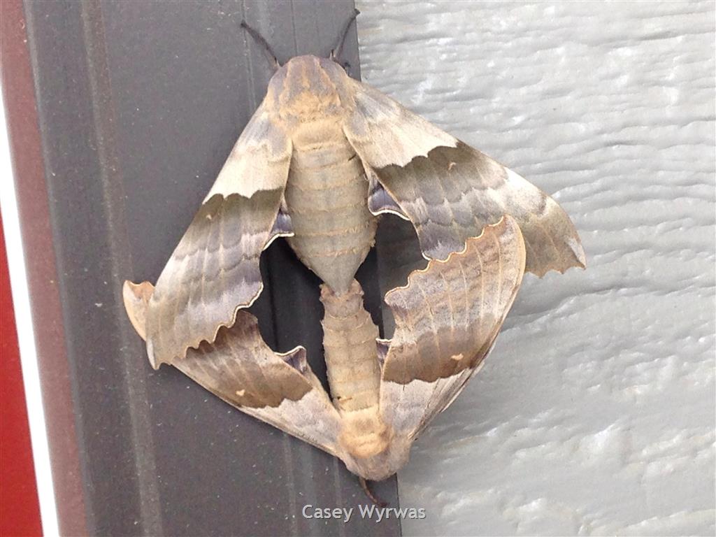Moth☆Puck’nBitcheⓢ Big Poplar Sphinx Moth - Montana Field Guide