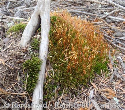 Copper-wire Moss - Montana Field Guide