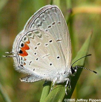 eastern tailed blue butterfly male and female