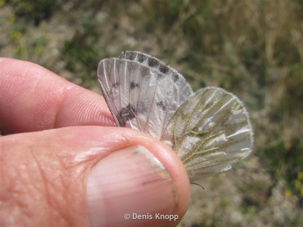 checkered white - Pontia protodice (Boisduval & Leconte)