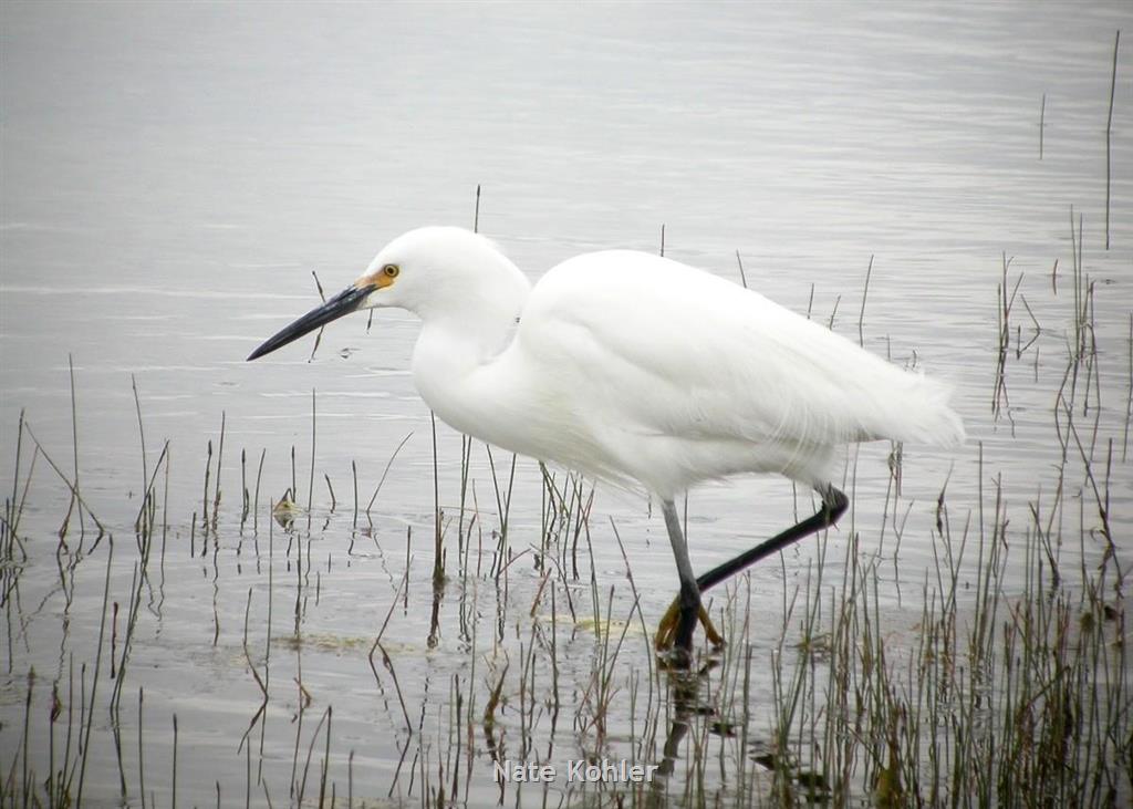 Snowy Egret - Montana Field Guide