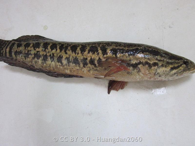 Northern Snakehead - Montana Field Guide