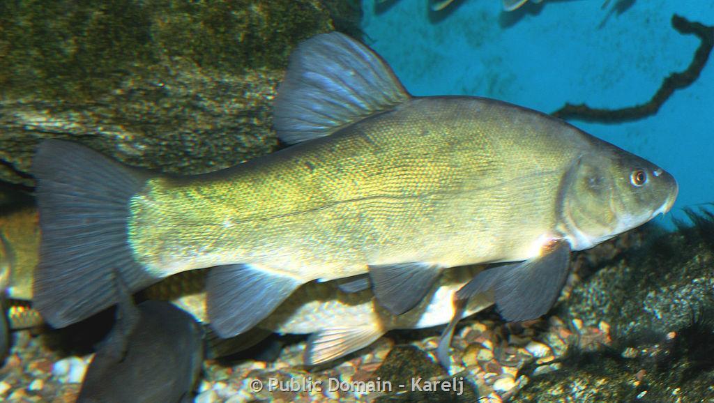 Small Tench Caught on Fishing-rod. Fishing Stock Image - Image of animal,  lake: 111633411