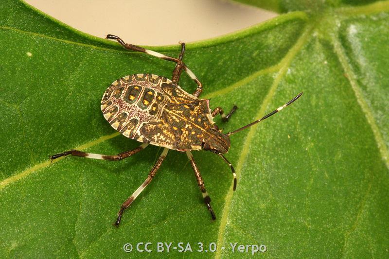 Brown Marmorated Stink Bug