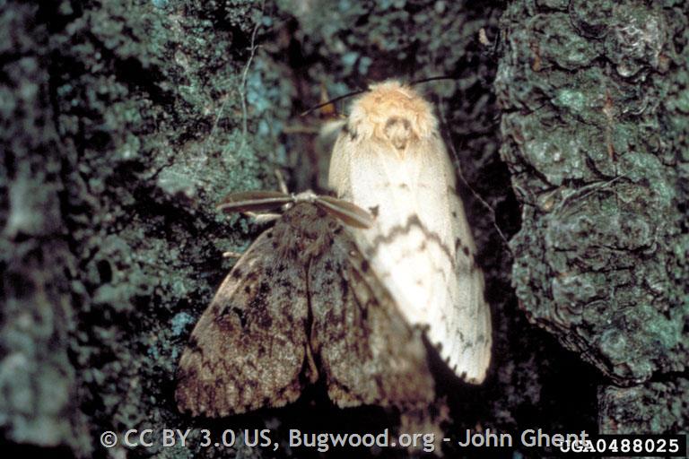 Spongy Moth Traps Have Been Deployed