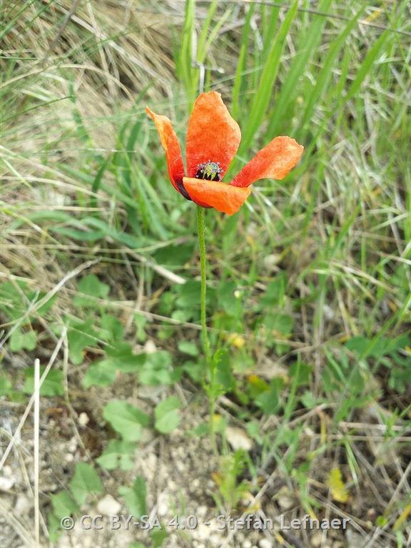 Poppy Patch – PaliRoots