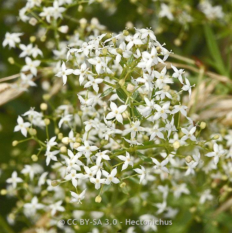 From Cut Flower to Noxious Weed – The Story of Baby's Breath