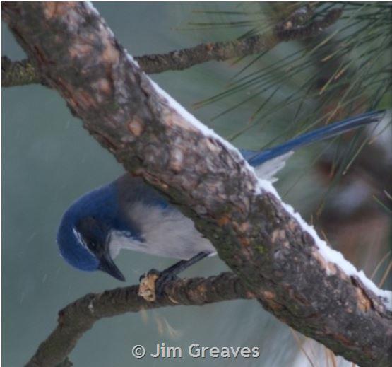 Western Scrub-Jay  National Wildlife Federation