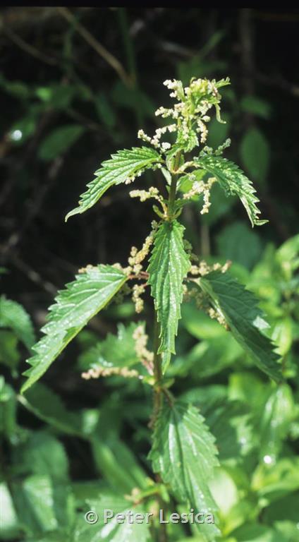 Stinging Nettle - Montana Field Guide