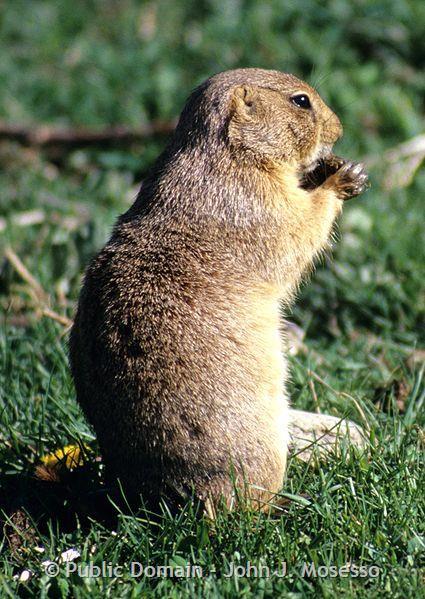 what are the characteristics of a prairie dog