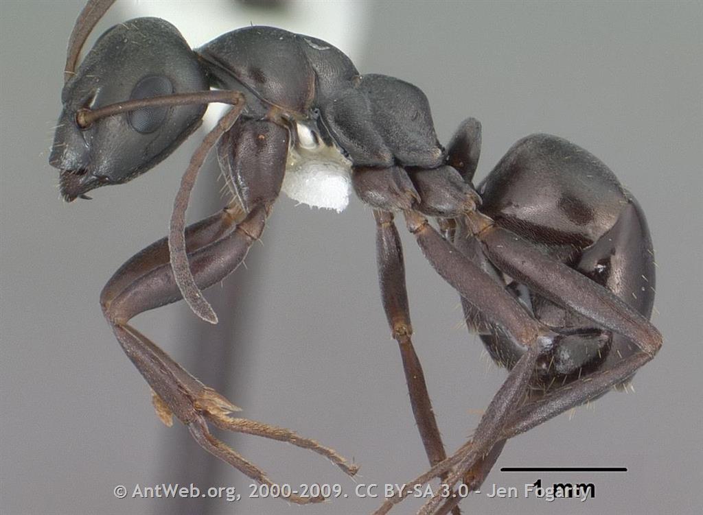 Light Bronze Mound Ant - Montana Field Guide