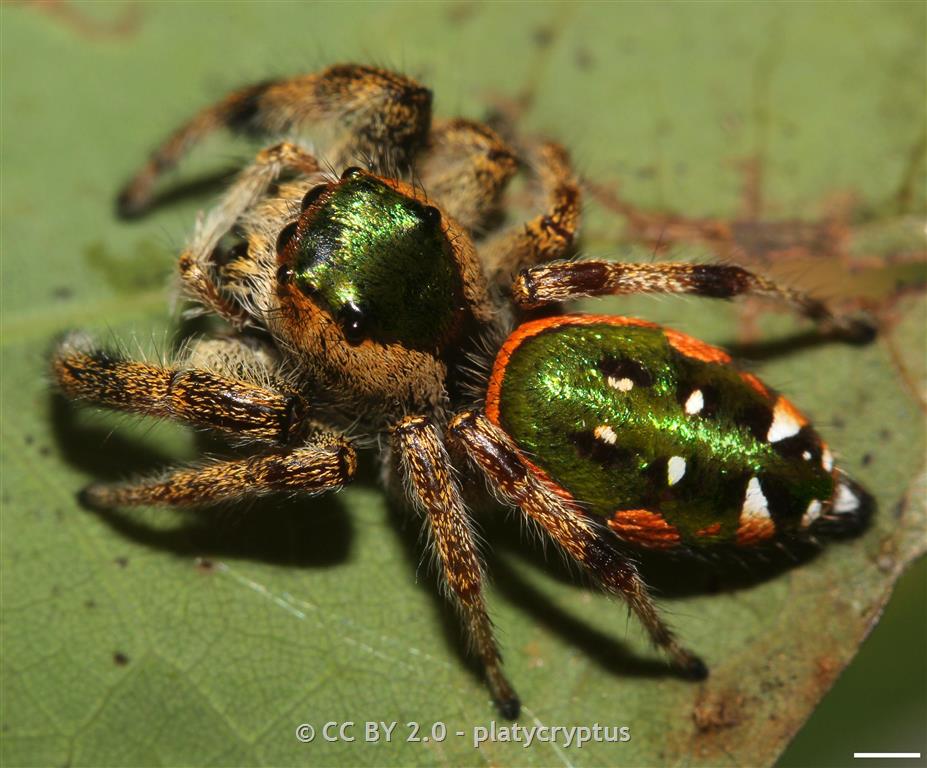 Emerald Jumping Spider: A Paraphidippus Aurantius Care Guide!