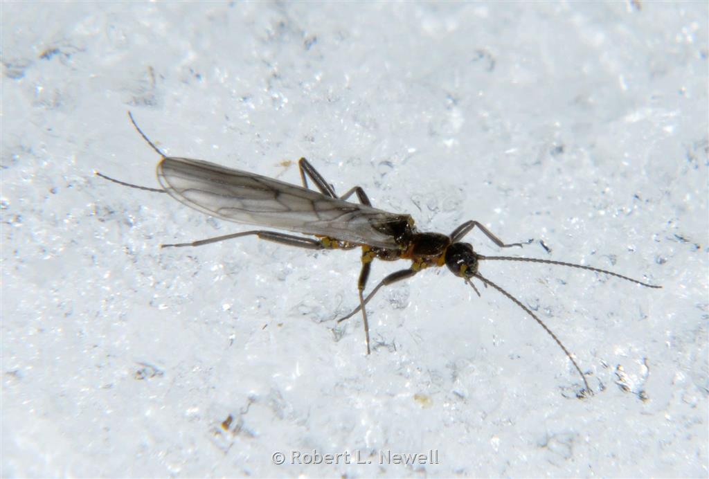 Capnia Stonefly Hatch In Montana, Fly Fishing