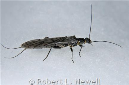 Reprimir Cantidad de Regulación Hyalite Snowfly - Montana Field Guide