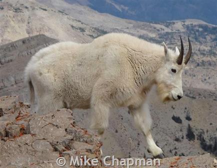 Mountain Goat - Montana Field Guide