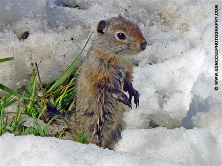 arctic ground squirrel in snow
