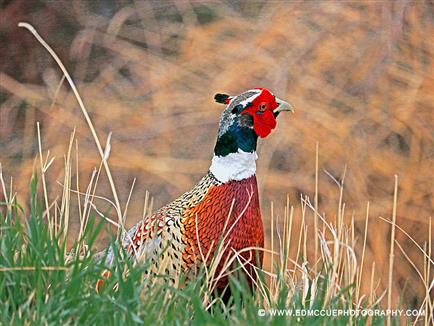 Ring-necked Pheasant Overview, All About Birds, Cornell Lab of Ornithology