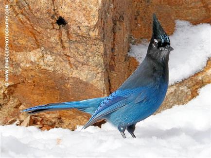 World's oldest blue bird found via fossil feathers